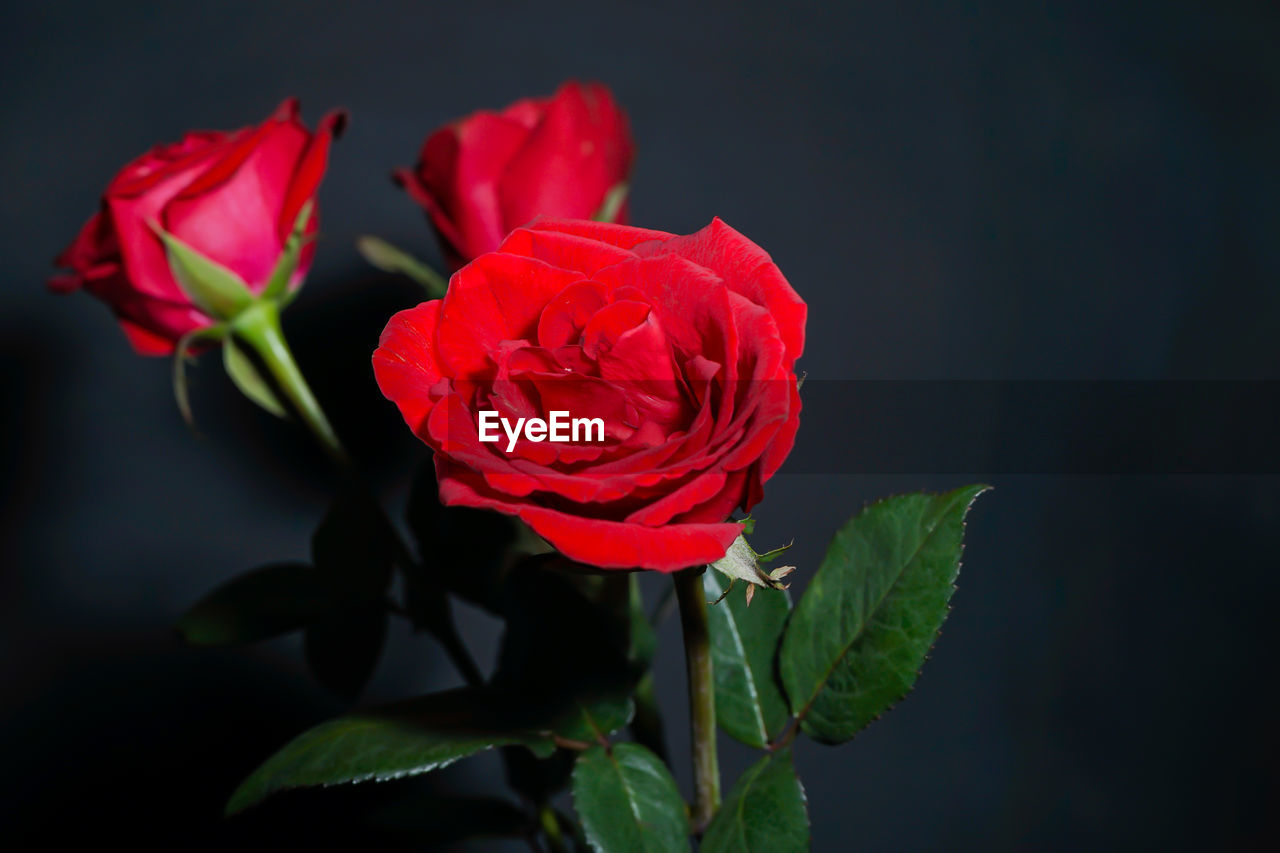 Close-up of red rose