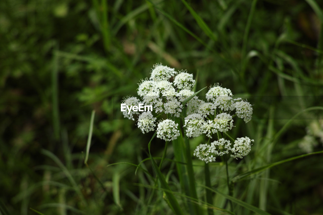 CLOSE-UP OF WHITE FLOWERING PLANTS ON FIELD