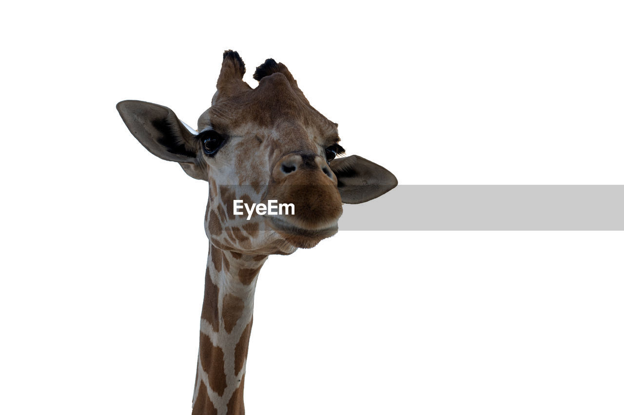 giraffe, animal, animal themes, one animal, mammal, animal wildlife, animal body part, wildlife, portrait, cut out, no people, animal head, domestic animals, looking at camera, copy space, white background, safari, animal neck, nature