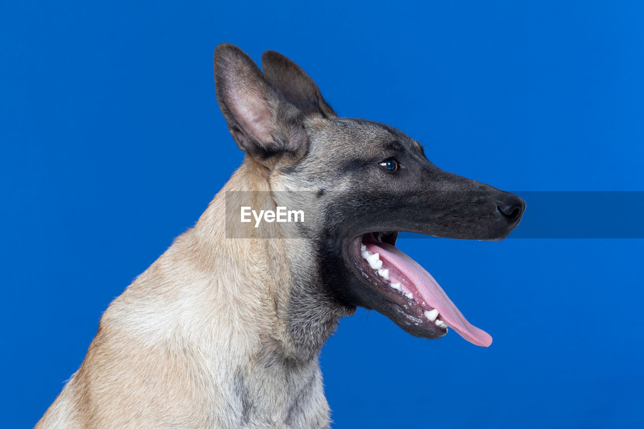 CLOSE-UP OF DOG OVER BLUE BACKGROUND