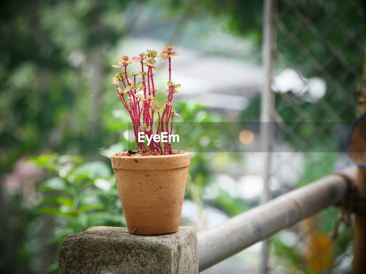 CLOSE-UP OF POTTED PLANTS IN POT