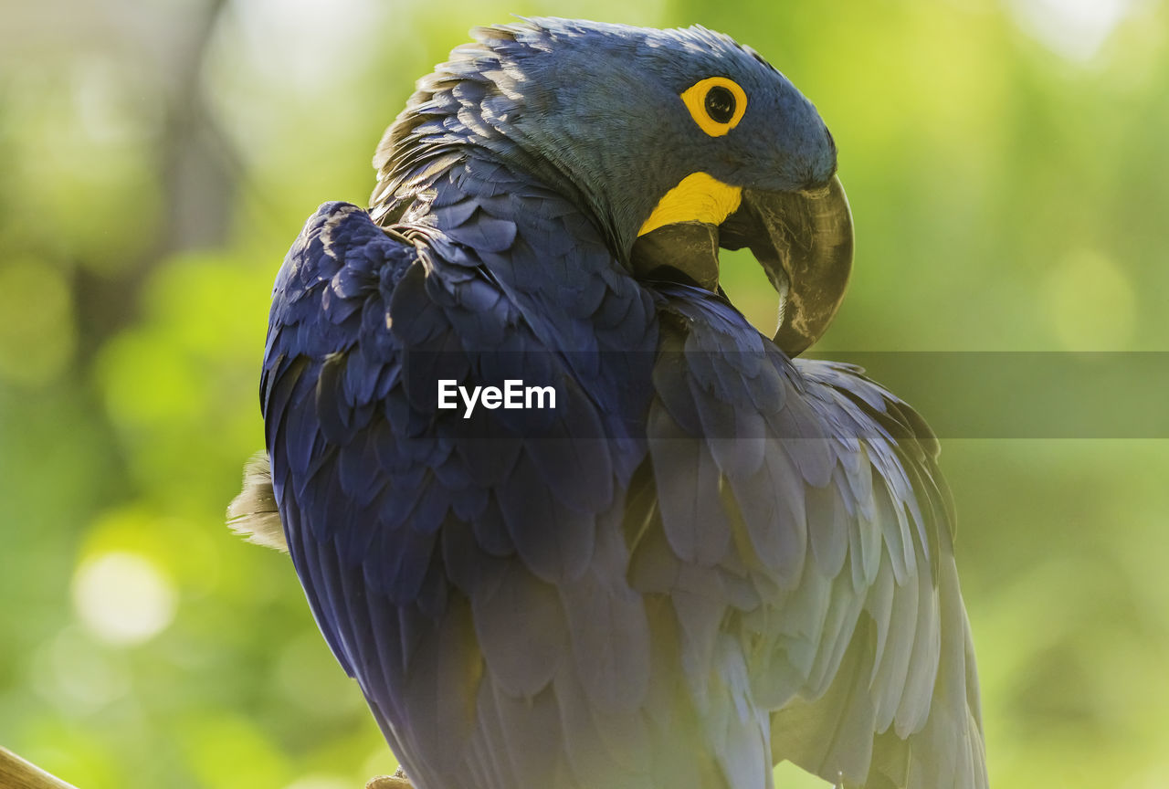 CLOSE-UP OF PARROT PERCHING ON A LEAF