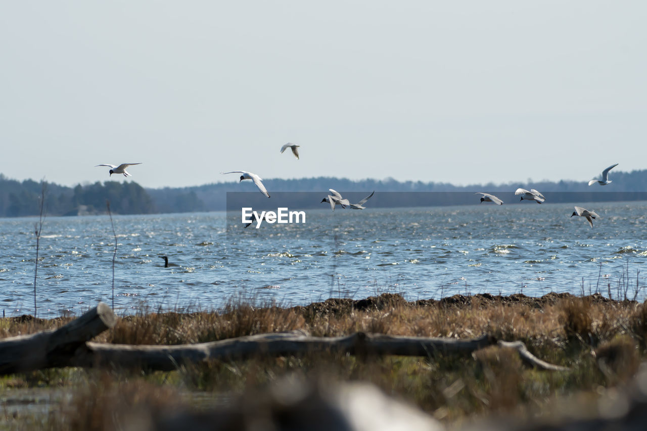 BIRDS FLYING ABOVE SEA