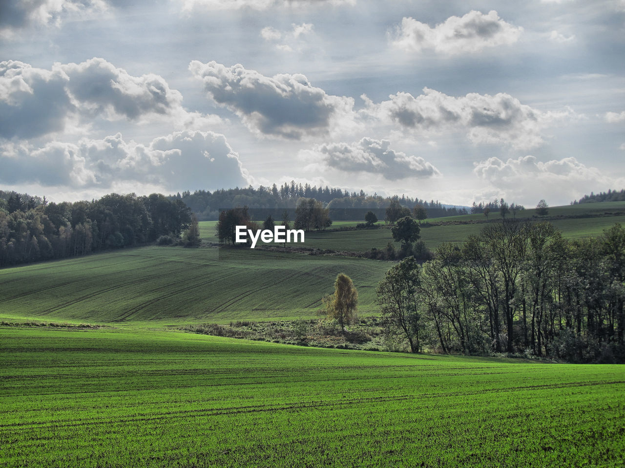 Fields and forest in polish countryside