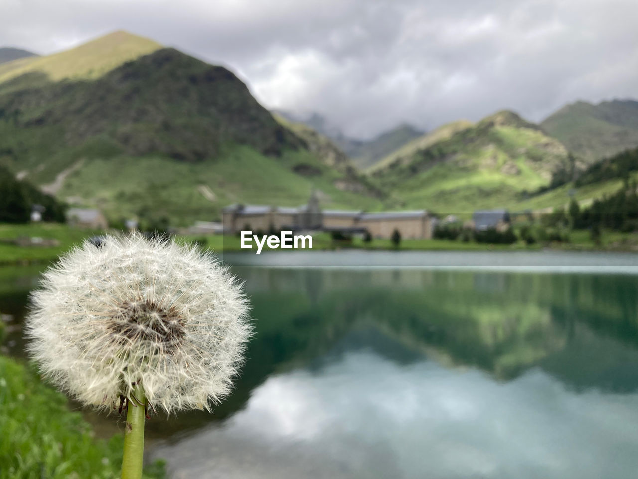 mountain, plant, nature, beauty in nature, water, flower, cloud, environment, flowering plant, scenics - nature, lake, sky, mountain range, no people, landscape, tranquility, freshness, reflection, land, outdoors, day, tranquil scene, dandelion, focus on foreground, travel destinations, wildflower, close-up