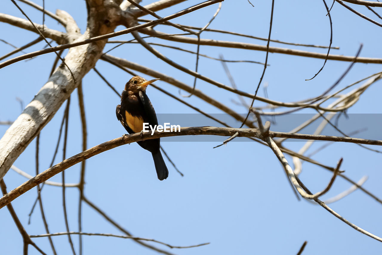 low angle view of bird perching on branch