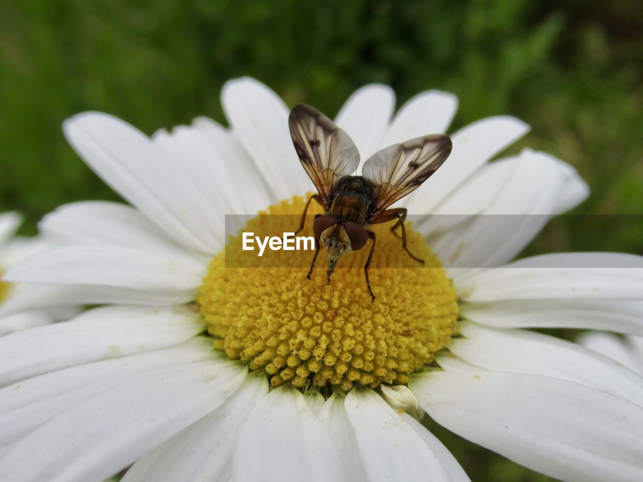 CLOSE-UP OF HONEY BEE ON FLOWER