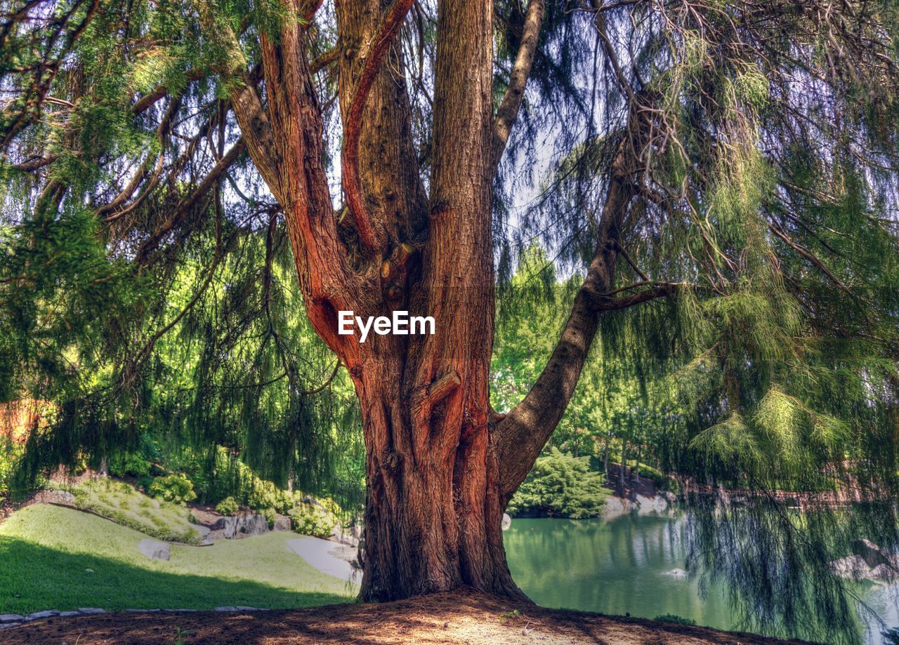 Tree growing on lakeshore