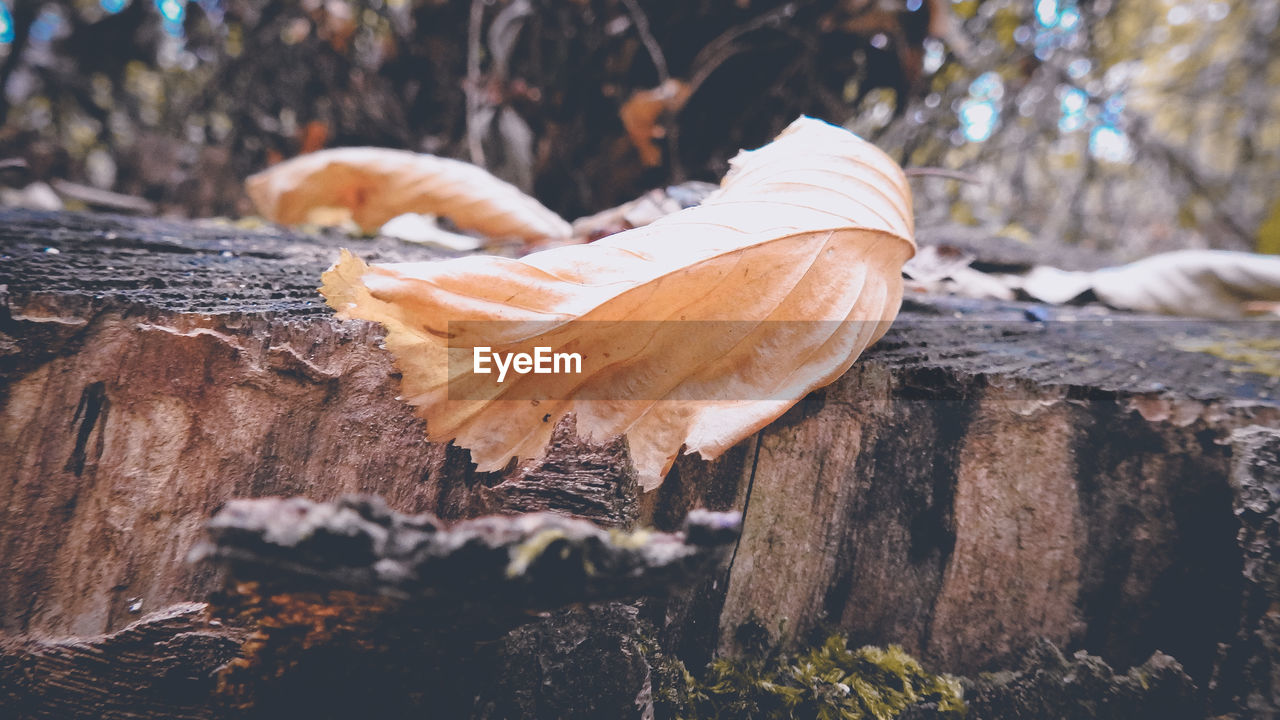 DOG LYING ON TREE TRUNK