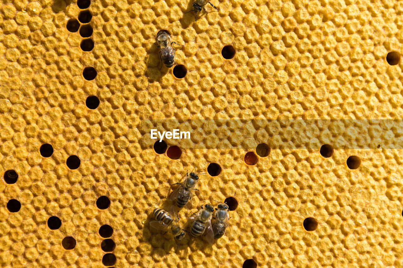 Closeup of a frame with a wax honeycomb of honey with bees on them. apiary workflow.