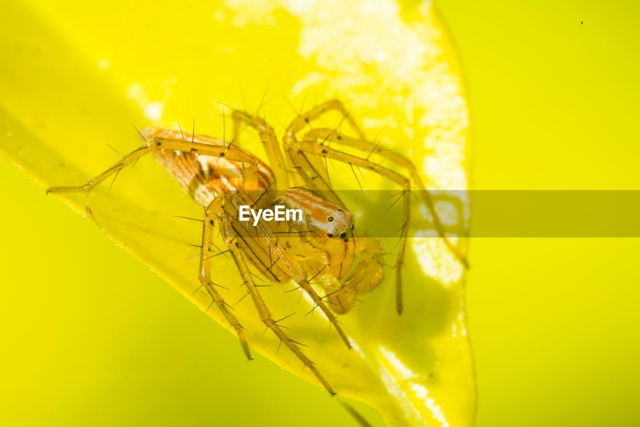 CLOSE-UP OF YELLOW INSECT ON FLOWER