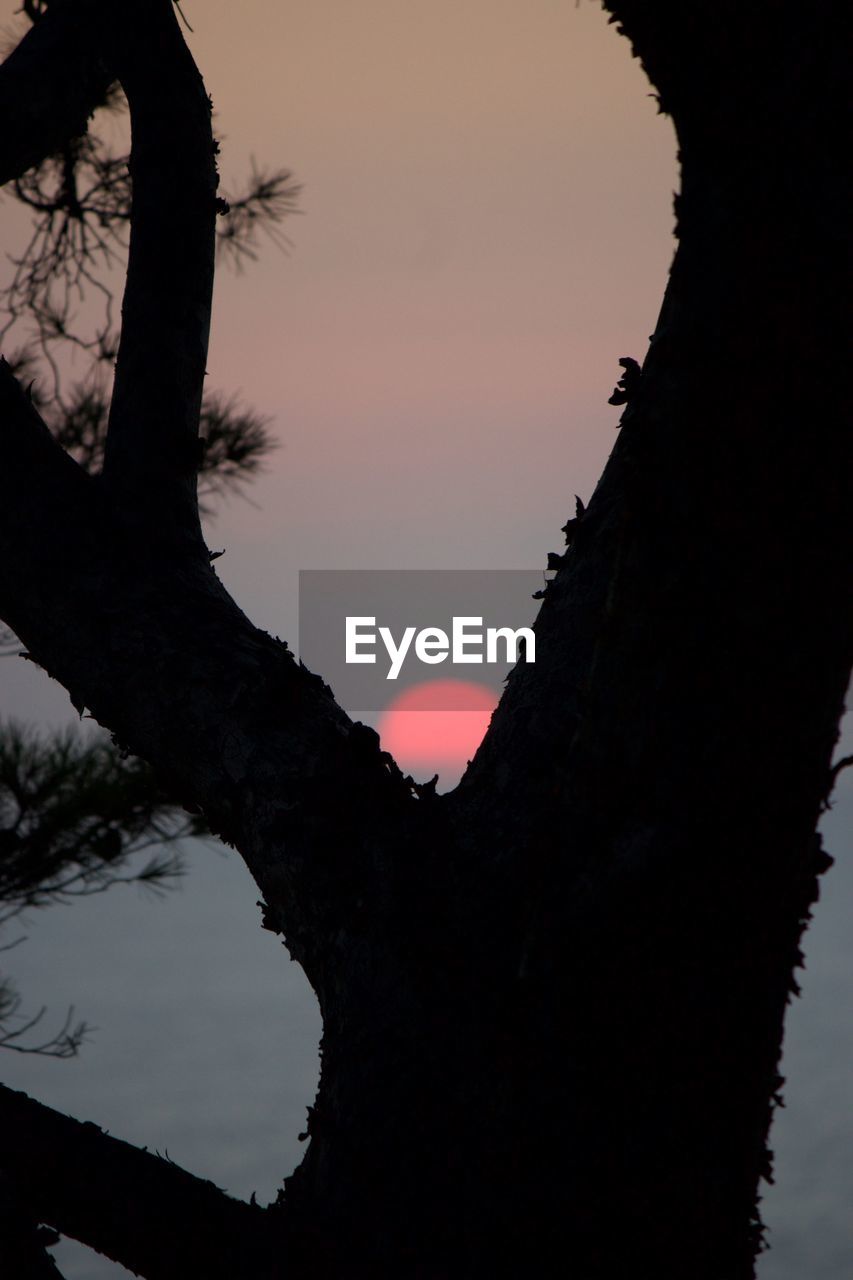 SILHOUETTE TREE AGAINST SKY AT SUNSET