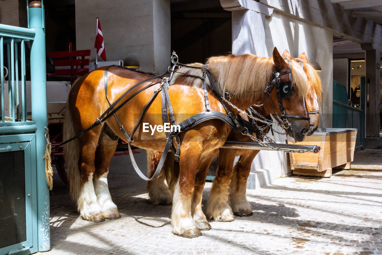 Horse-drawn carriage