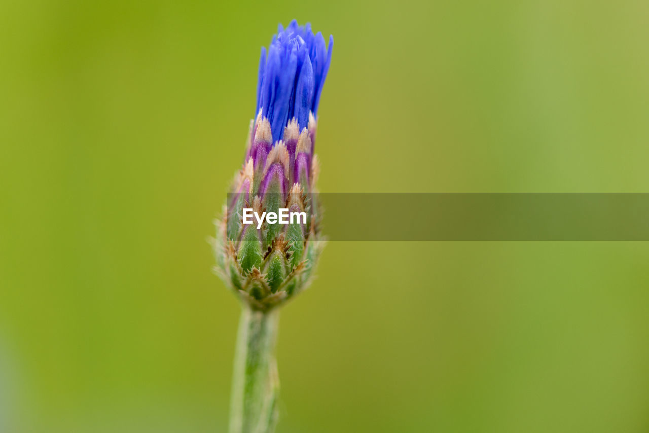 CLOSE-UP OF PURPLE FLOWER AGAINST GREEN LEAF