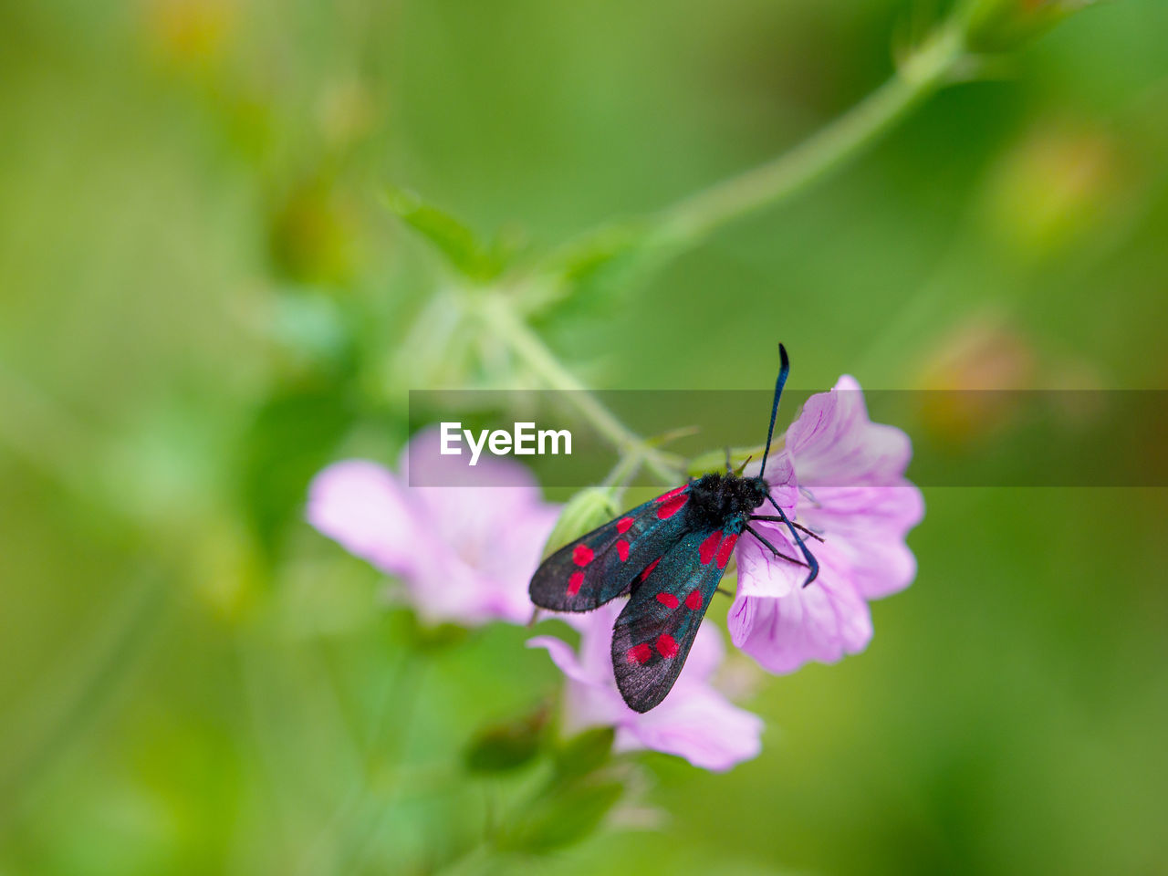 BUTTERFLY POLLINATING ON PINK FLOWER