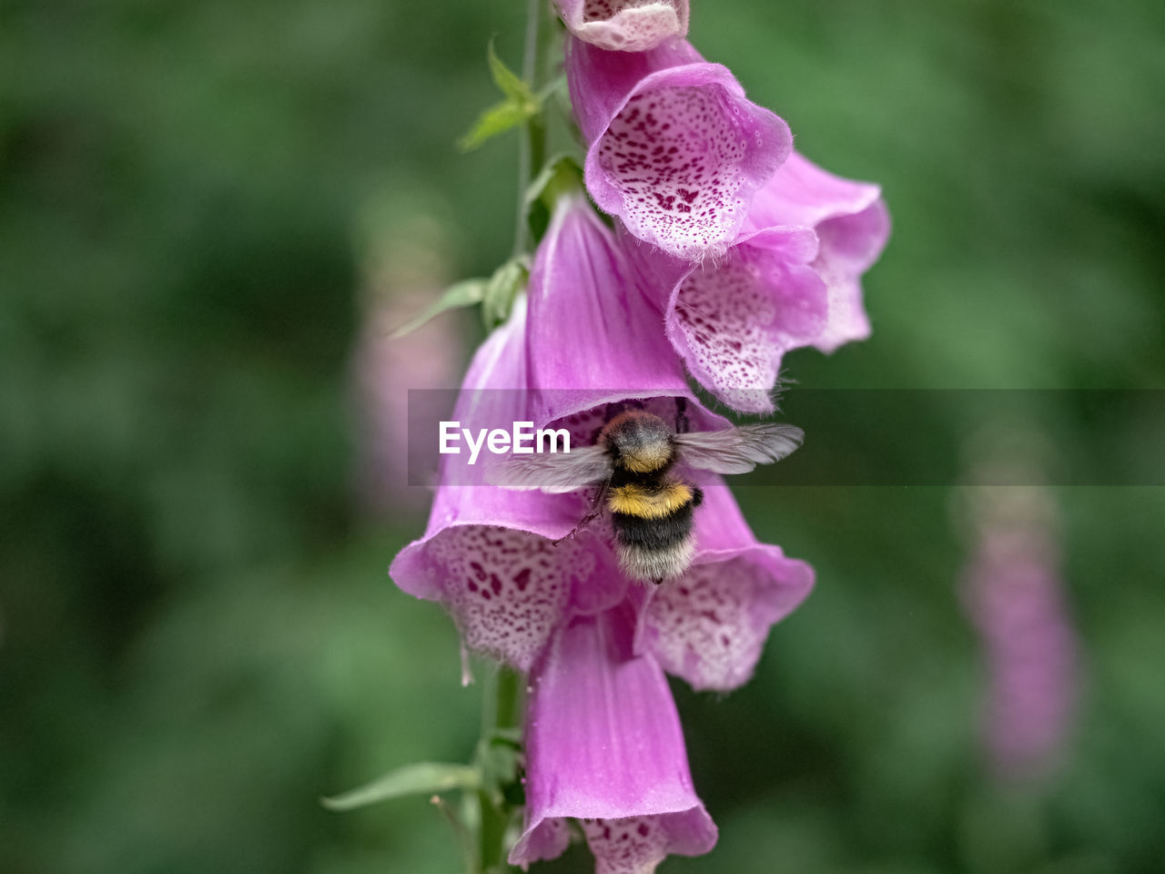 flower, flowering plant, plant, beauty in nature, pink, freshness, purple, digitalis, fragility, flower head, close-up, petal, nature, animal, animal themes, focus on foreground, animal wildlife, growth, inflorescence, macro photography, wildflower, one animal, insect, no people, wildlife, outdoors, blossom, magenta, day, bee, pollination, springtime