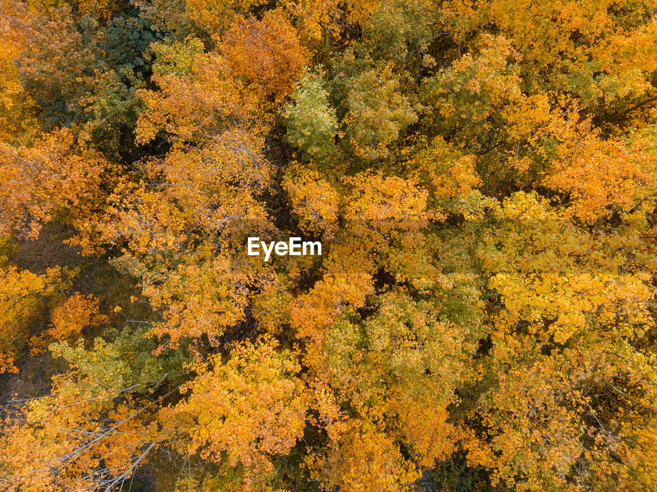 plant, autumn, tree, beauty in nature, yellow, leaf, no people, nature, day, backgrounds, land, orange color, tranquility, full frame, growth, scenics - nature, outdoors, high angle view, forest, plant part, tranquil scene, environment, idyllic, non-urban scene