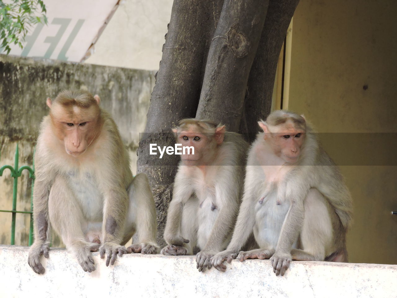 CLOSE-UP OF MONKEYS