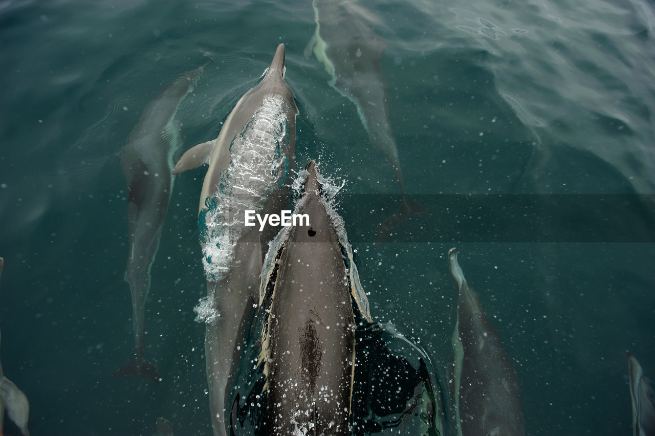 Close-up of dolphins swimming in ocean
