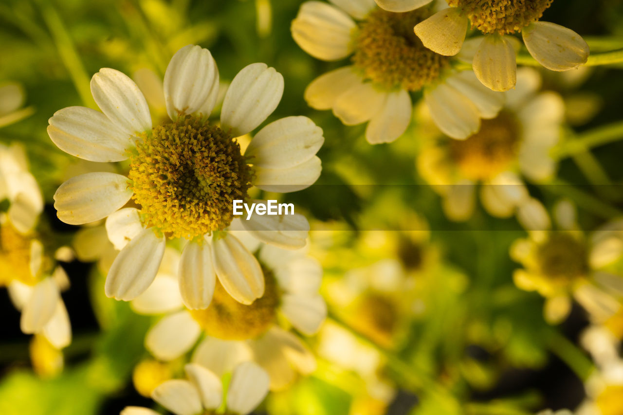 CLOSE-UP OF FLOWERING PLANTS