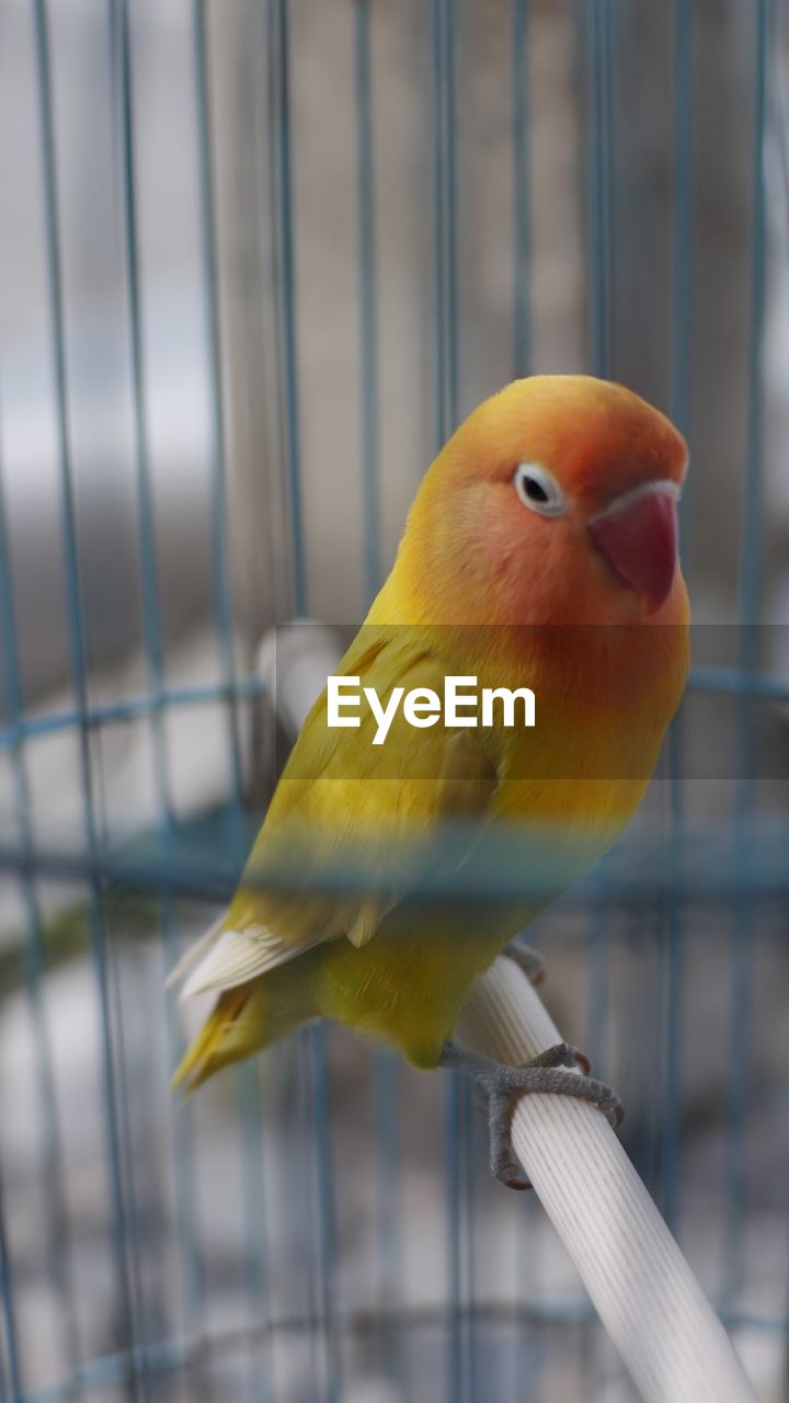 CLOSE-UP OF PARROT PERCHING ON METAL