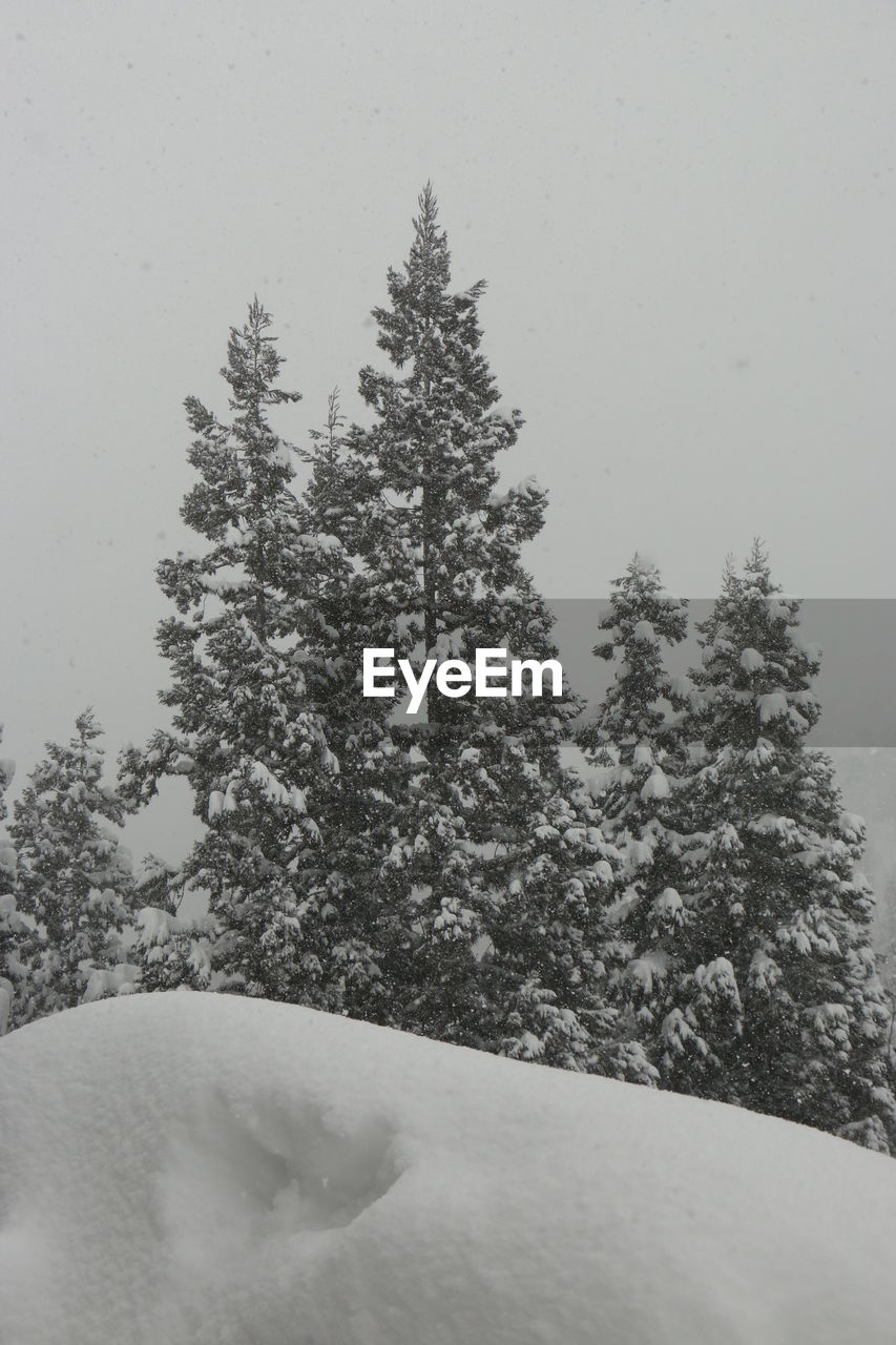 CLOSE-UP OF TREE ON SNOW COVERED TREES