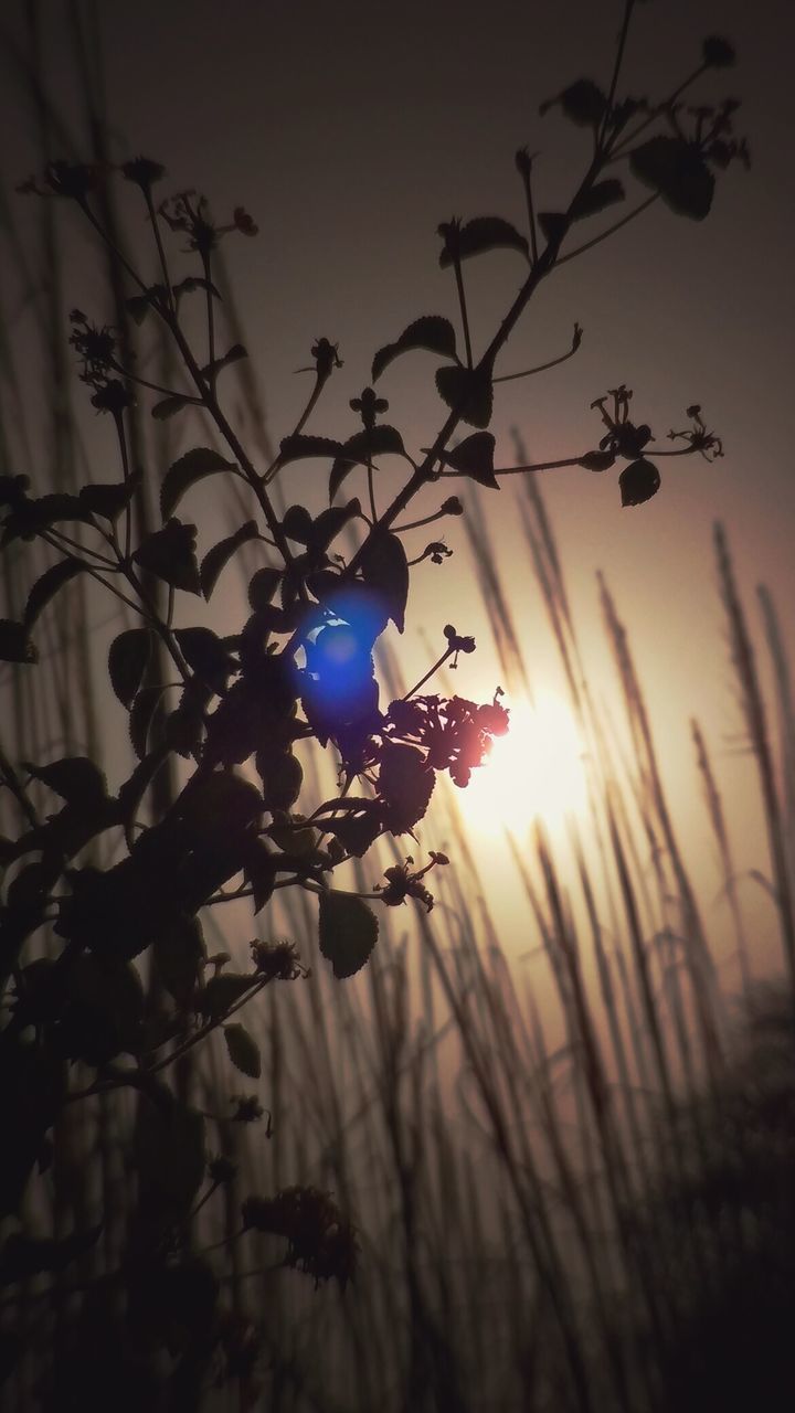 LOW ANGLE VIEW OF SILHOUETTE PLANT AGAINST SKY