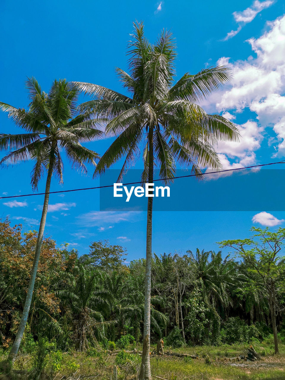 LOW ANGLE VIEW OF PALM TREE AGAINST SKY