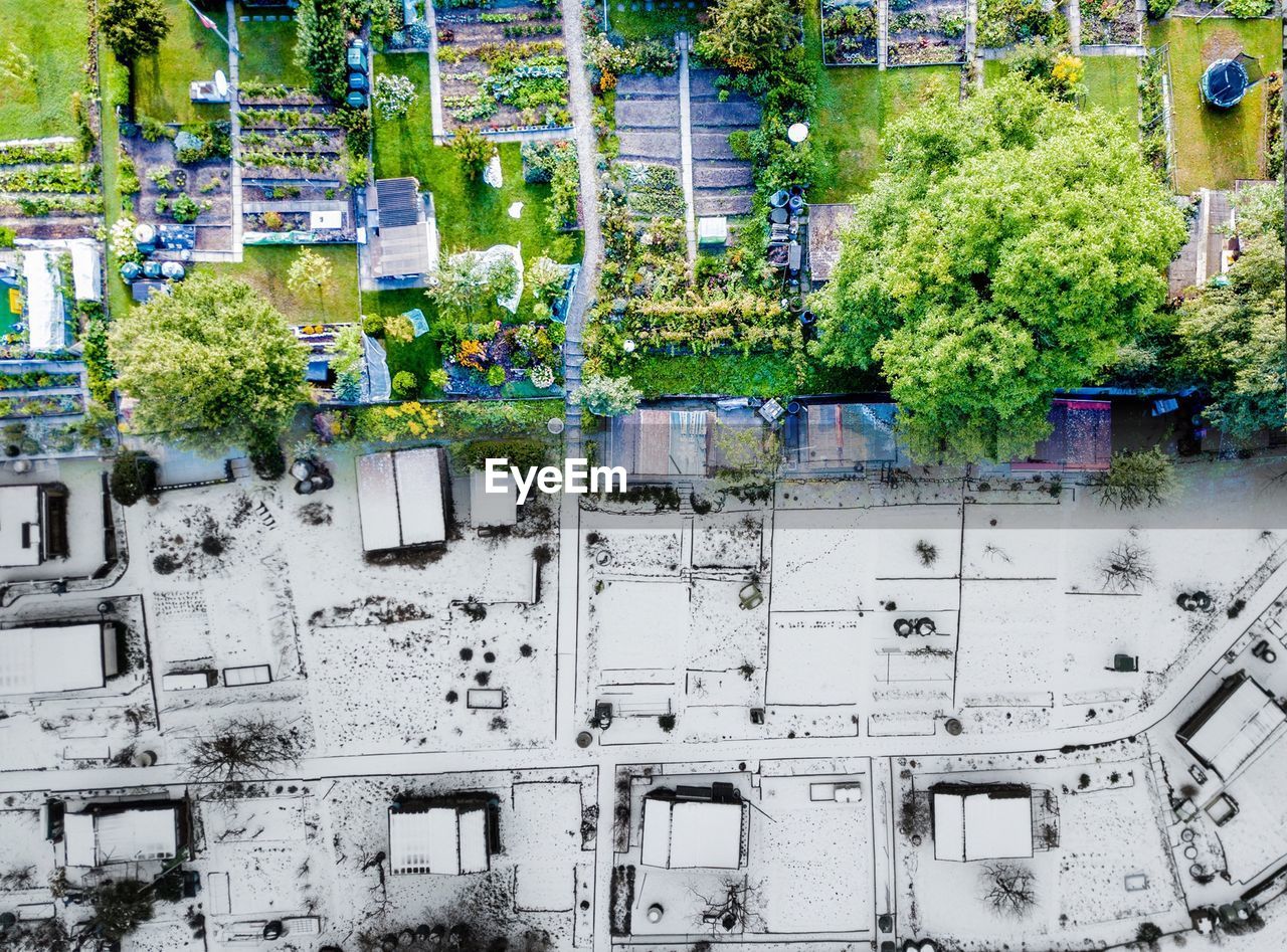 TREES AND CITY BUILDINGS