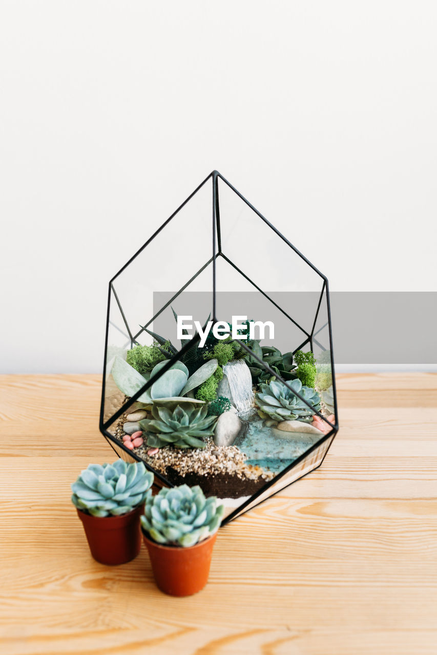 POTTED PLANTS ON TABLE AGAINST GLASS