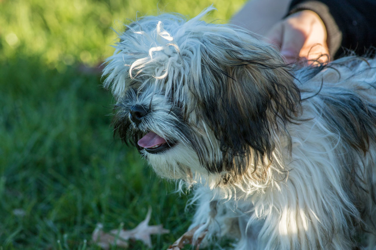 Close-up of dog panting while standing on grassy field