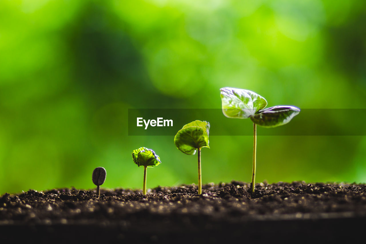 Close-up of fresh saplings growing in soil