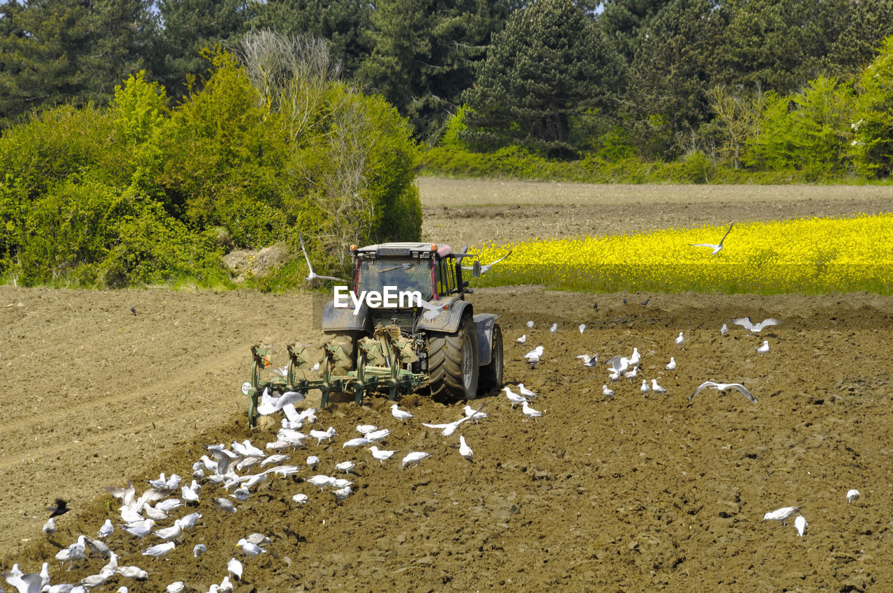 Plow tractor surrounded by seagulls