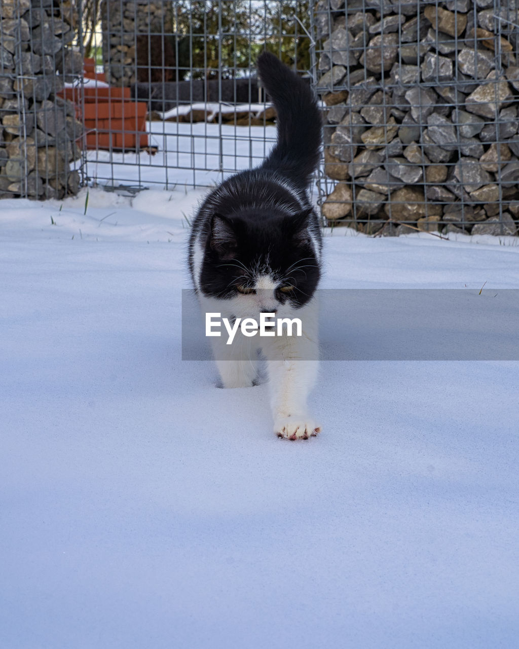 PORTRAIT OF A CAT ON SNOW COVERED FIELD