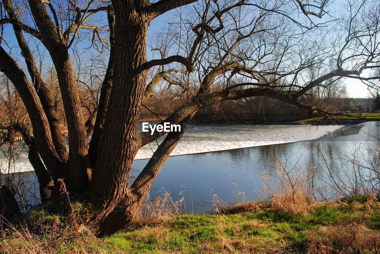BARE TREES REFLECTING IN LAKE