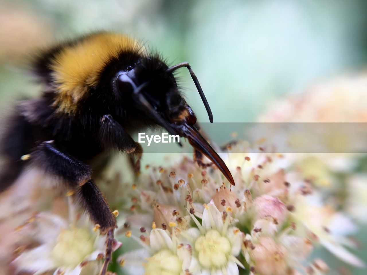 Close-up of bee on flower