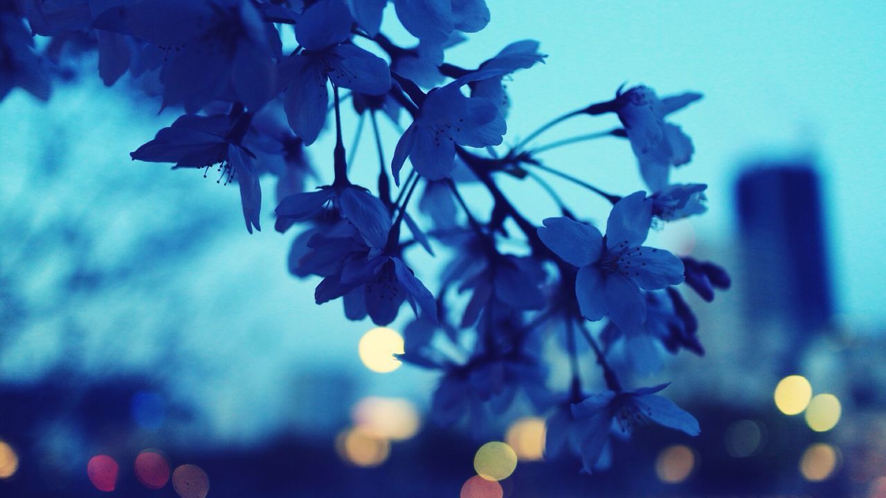 Close-up of cherry blossoms