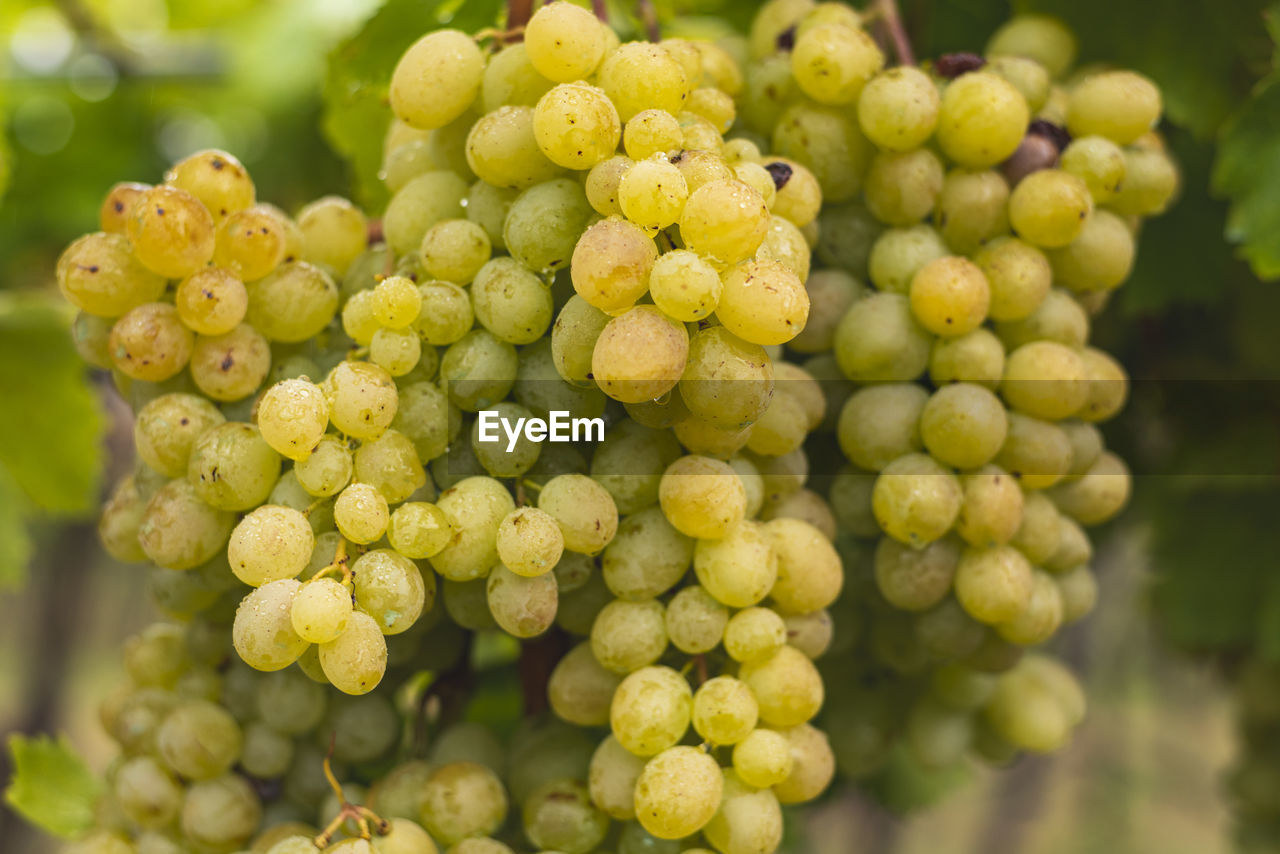 CLOSE-UP OF GRAPES GROWING ON VINE