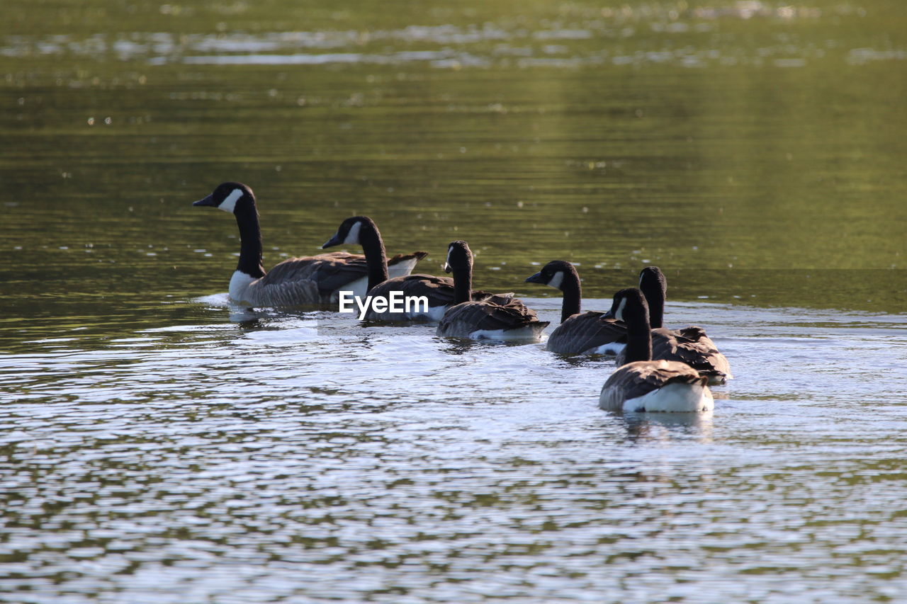 Canada geese family  swimming on lake