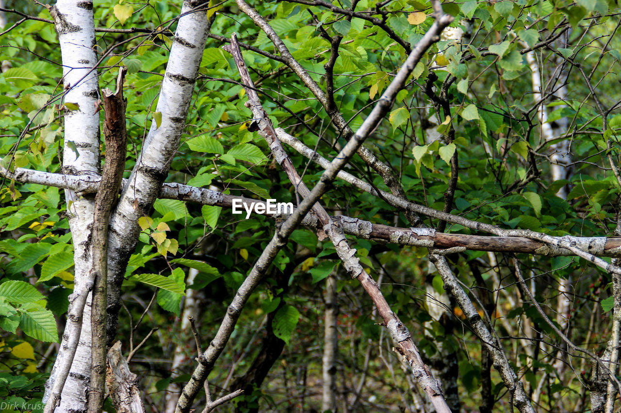 VIEW OF TREES IN FOREST