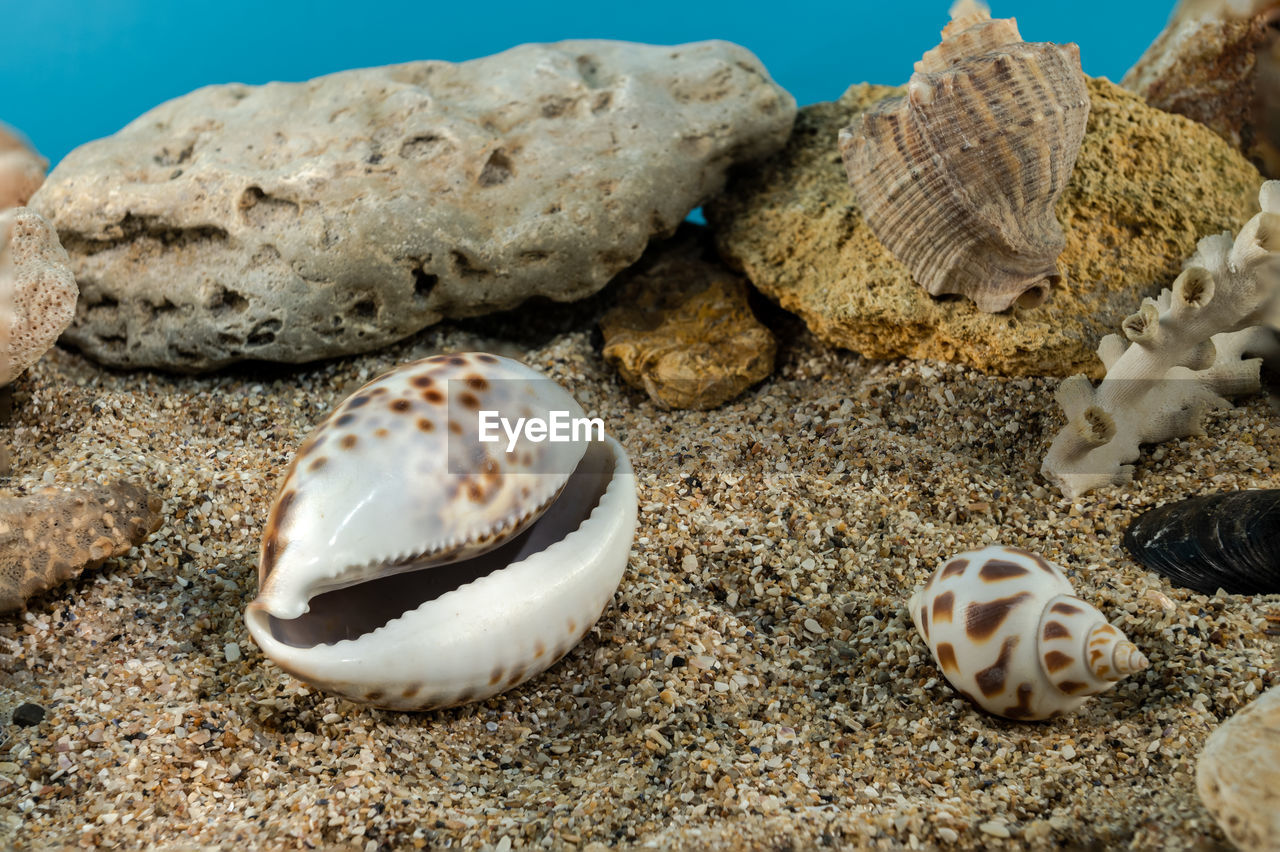 sea, animal wildlife, shell, animal, beach, land, nature, animal themes, wildlife, water, sand, sea life, no people, marine biology, marine, underwater, rock, seashell, beauty in nature, group of animals, outdoors, day, close-up, animal shell, undersea, reef