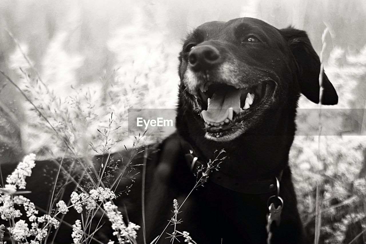 Close-up of dog with mouth open resting on field