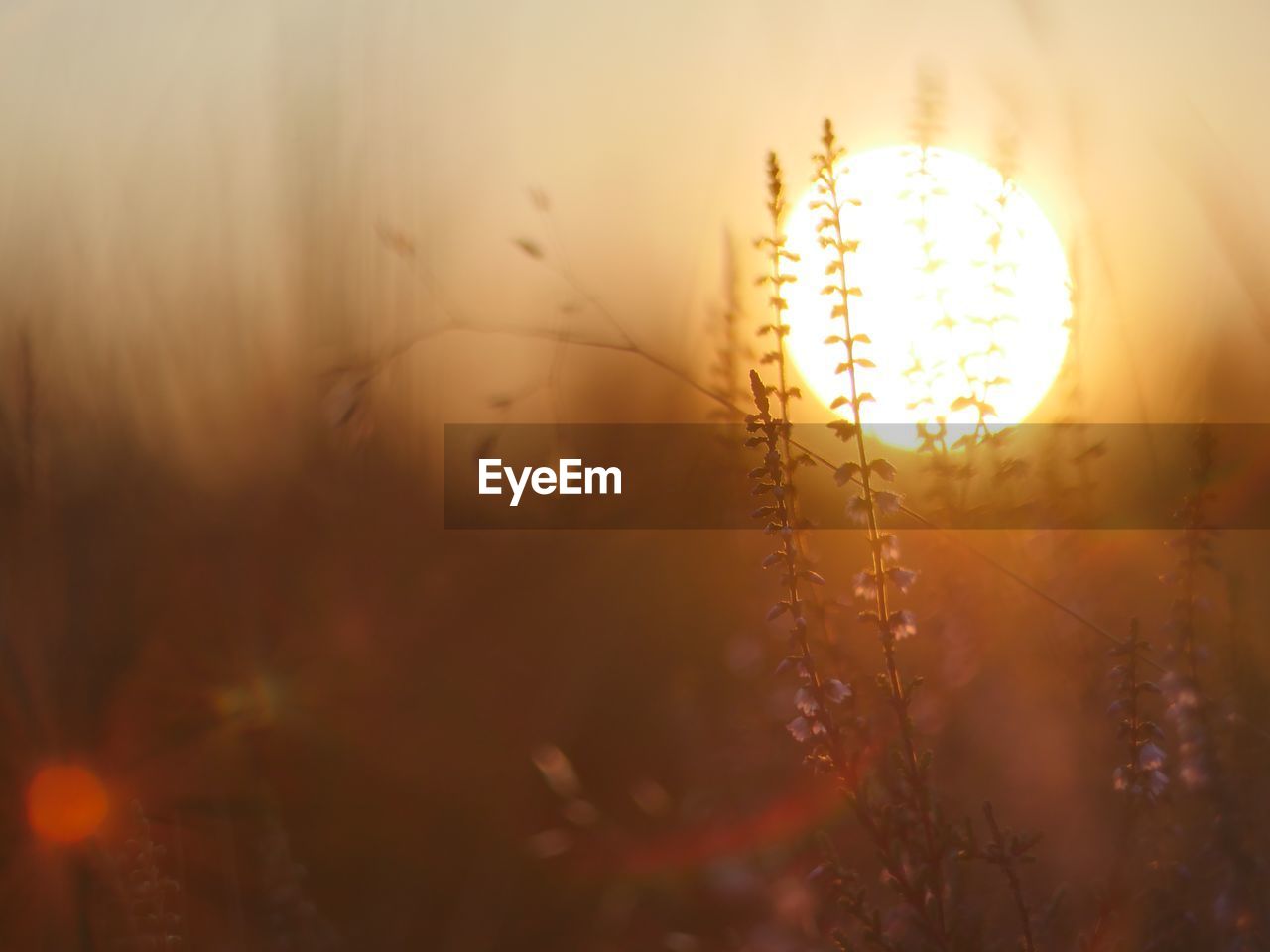 Plants growing against sky during sunset