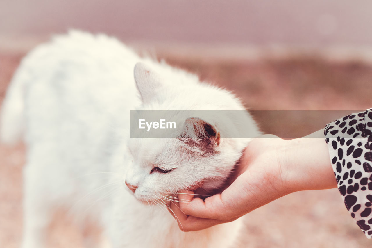 CROPPED IMAGE OF HAND HOLDING KITTEN WITH CAT