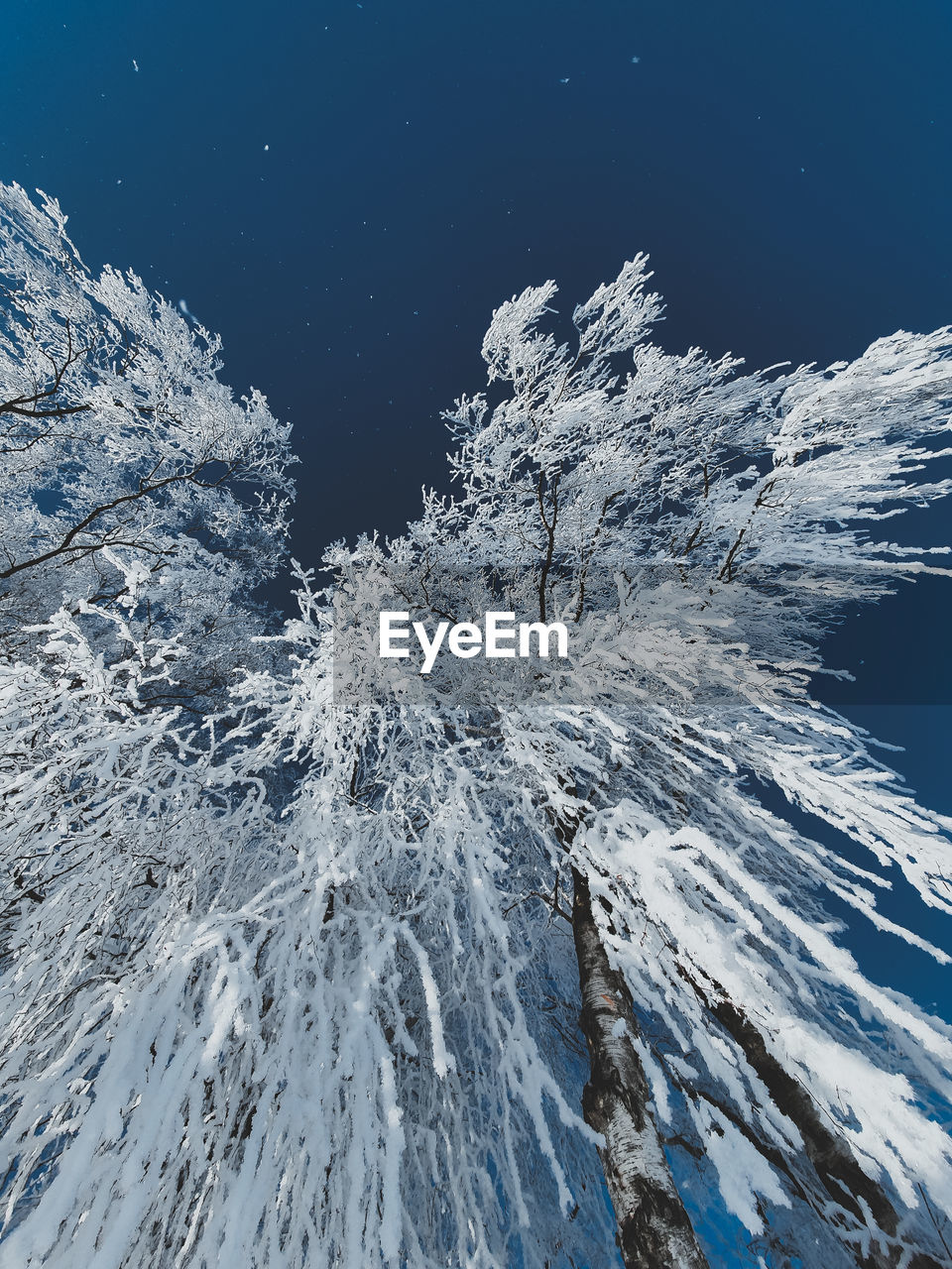 Low angle view of birch tree against sky during winter