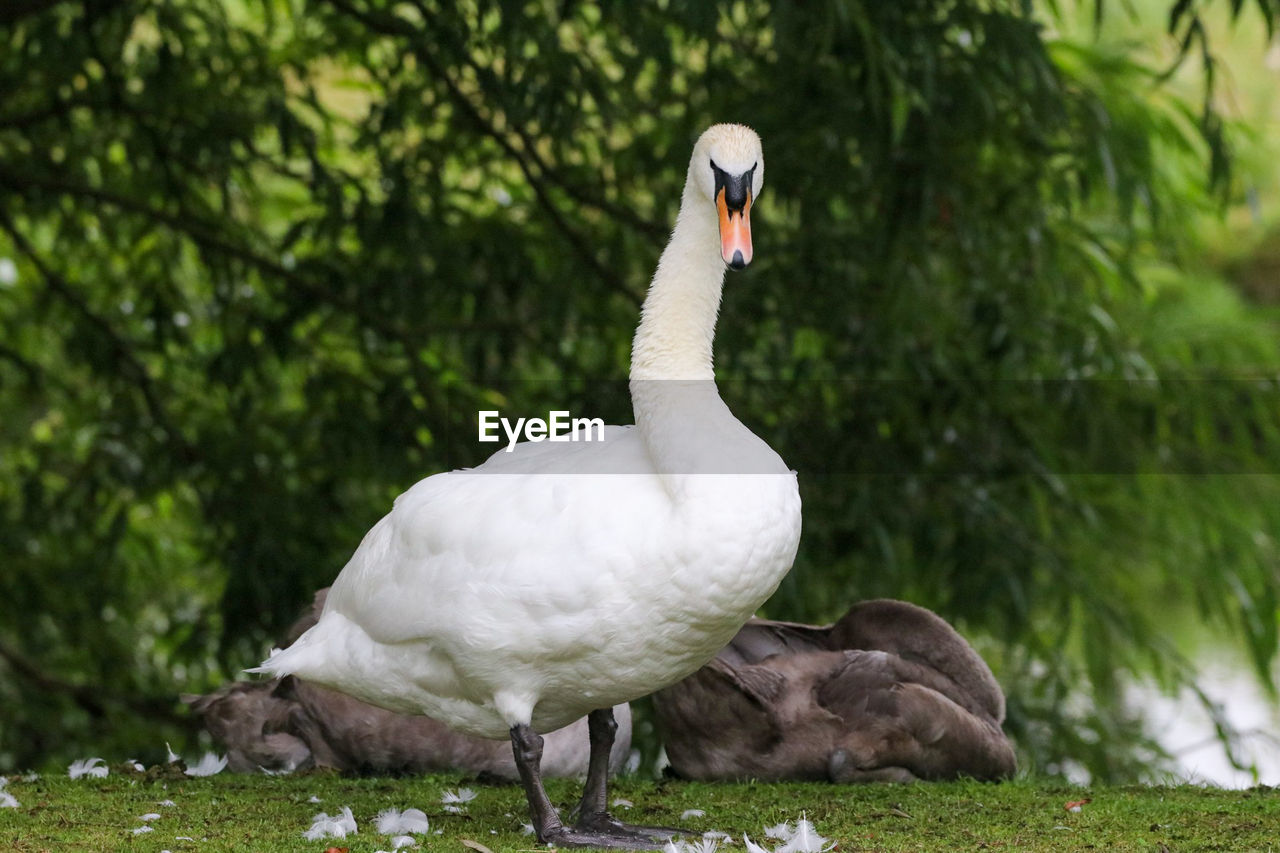 CLOSE-UP OF SWAN ON THE LAND