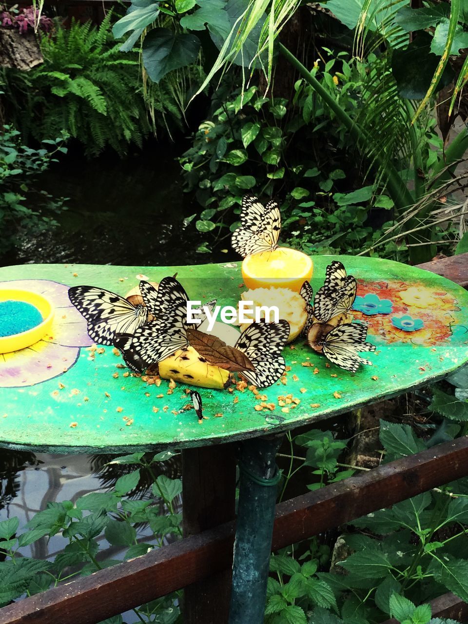 Butterflies on fruits at table in yard