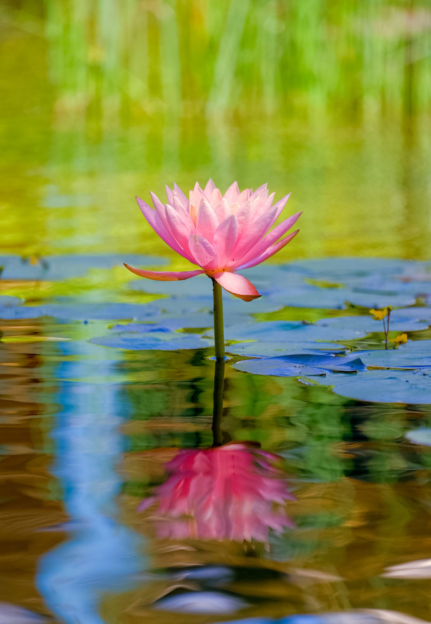 WATER LILY IN POND