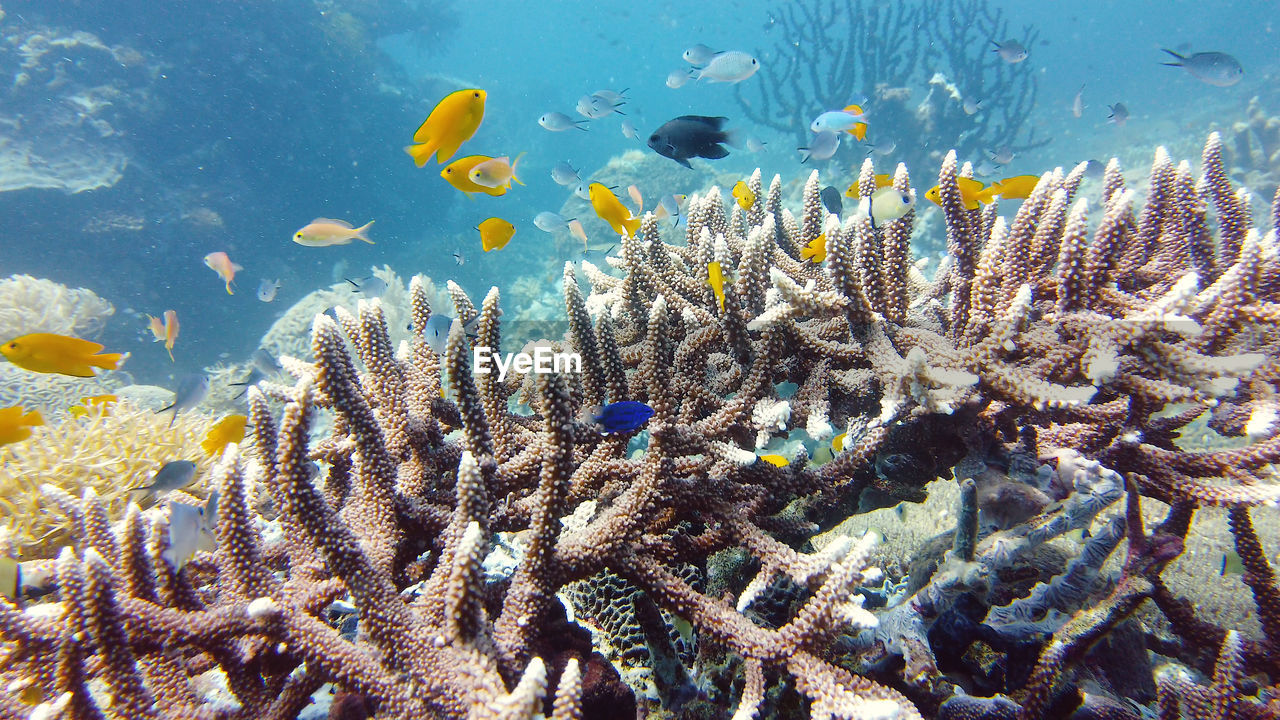 Tropical fishes on coral reef, underwater scene. leyte, philippines.