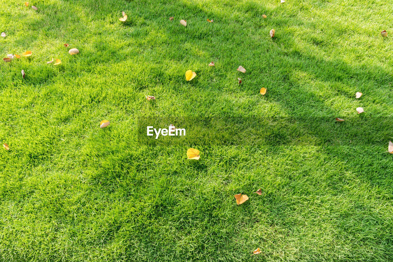 High angle view of small plant growing on field